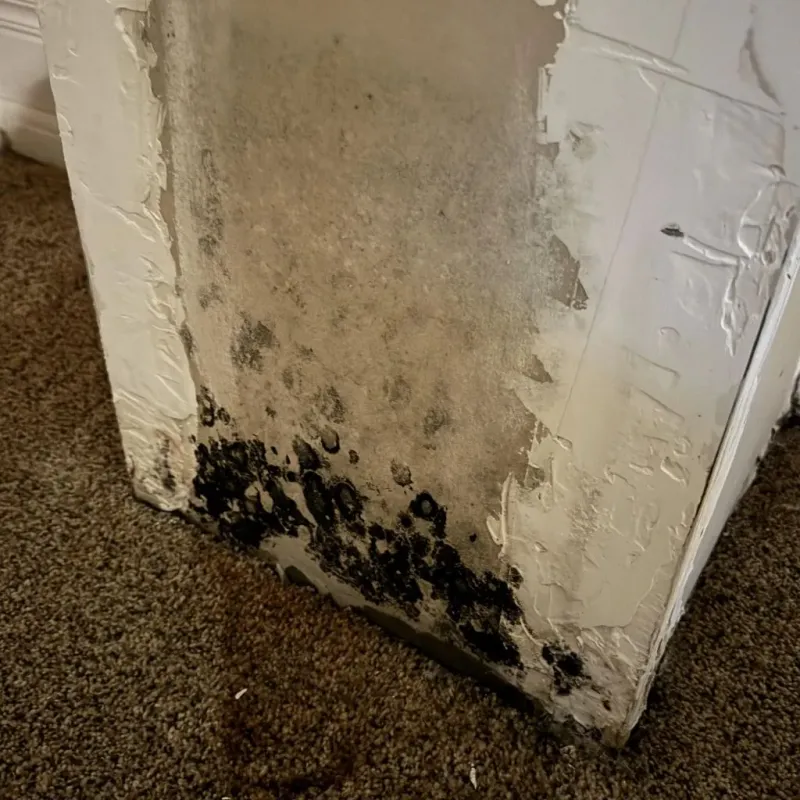 Professional Mold Removal in Treasure Island, FL
